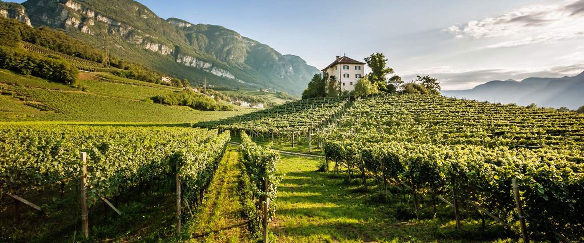 Hilly landscape with vineyards and a country estate.