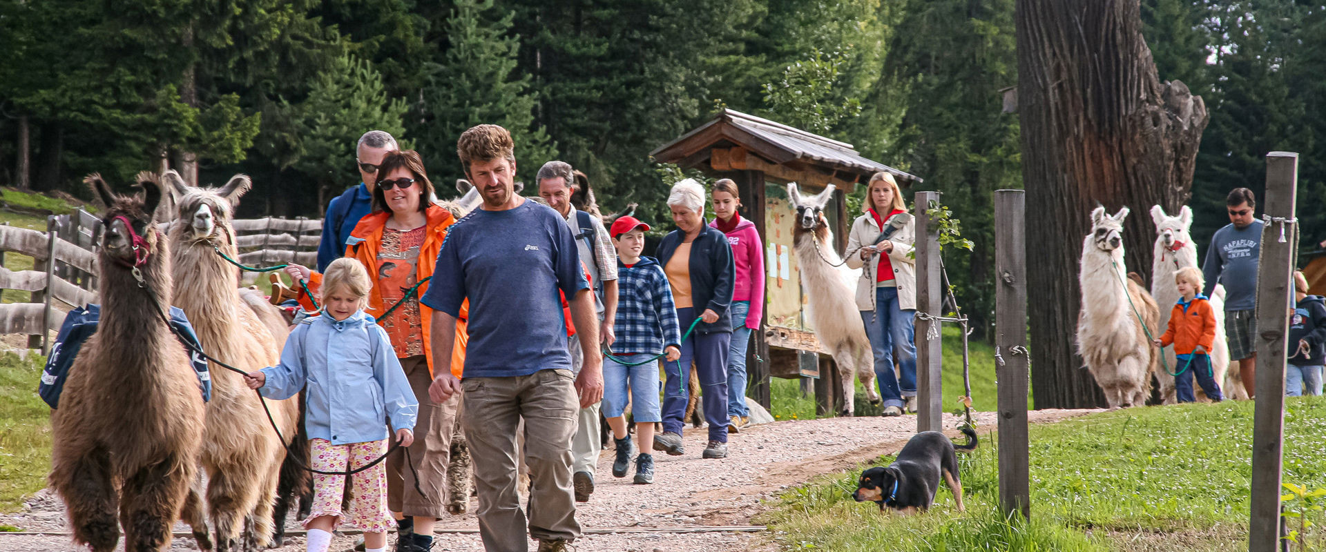 Adults and children go for a walk with lamas.