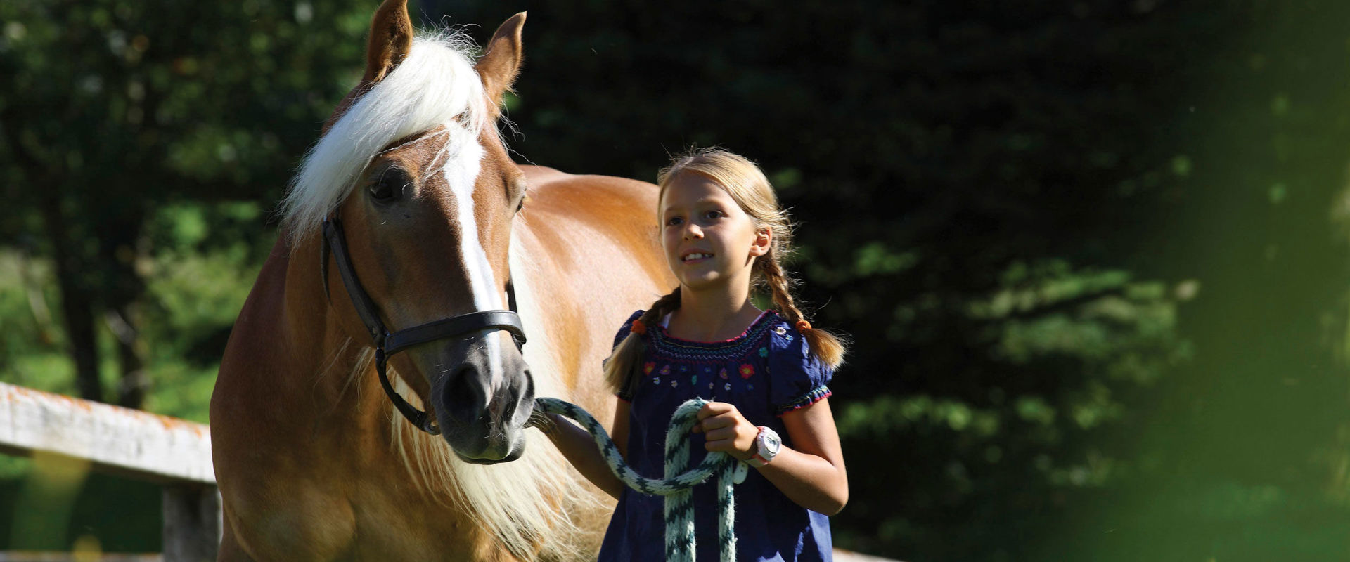 Little girl walking with docile Haflinger horse by the bridle.