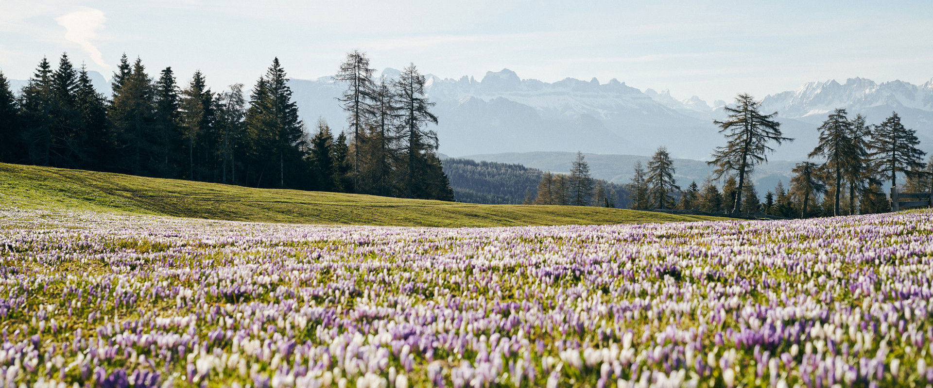 Crocus blossom Crocus blossom and Dolomites panorama