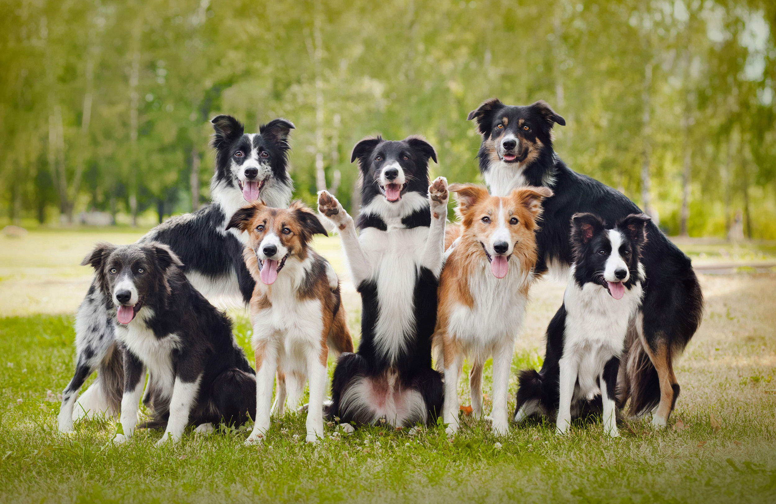 Photo with 7 Border Collie dogs. 