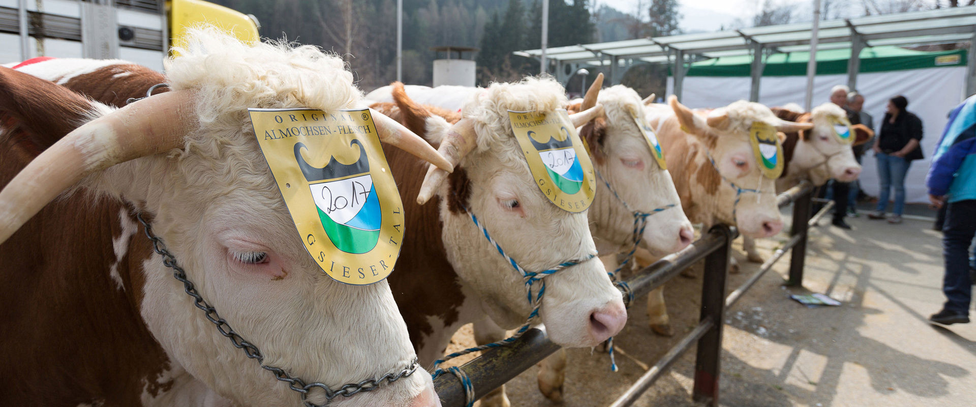 Easter oxen Alpine oxen on display behind the barrier.