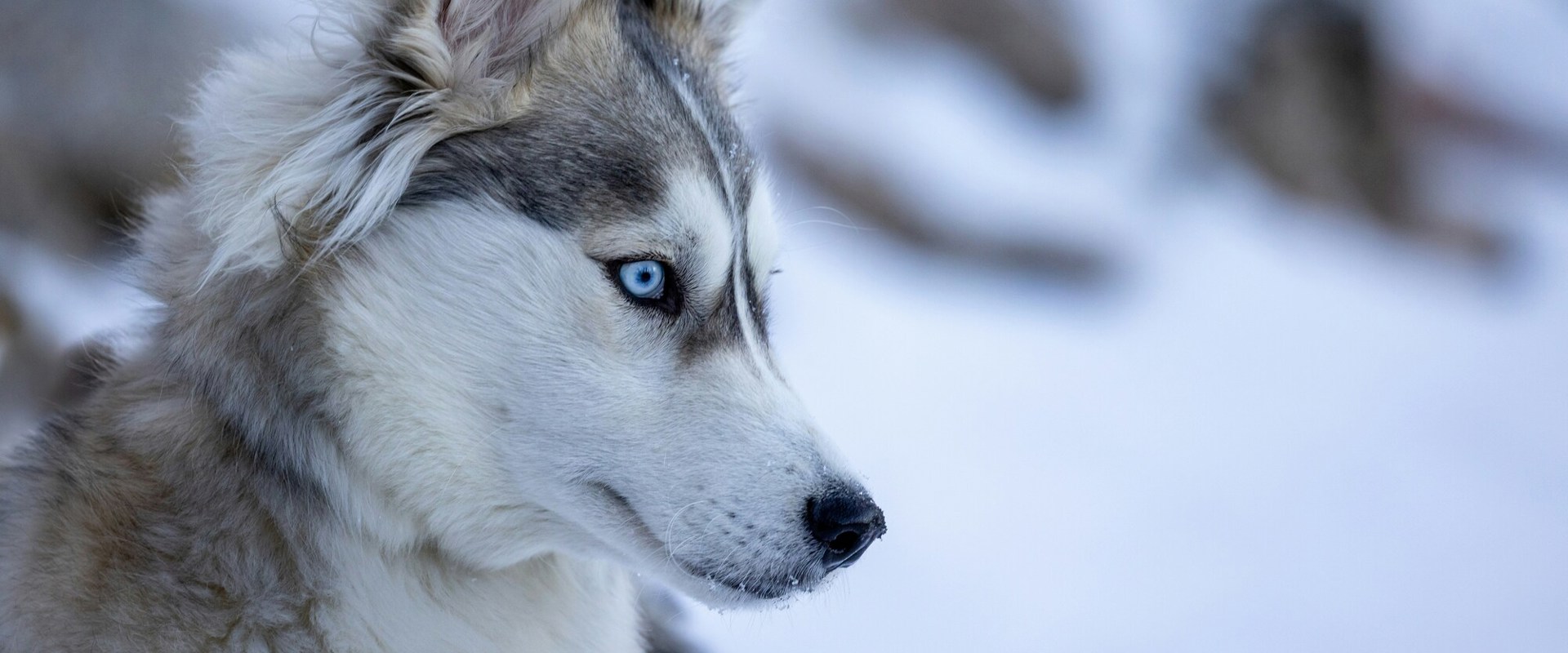 Winter holiday with dog Close-up of a dog's head of the Husky breed.