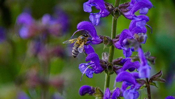 Busy bees and people in Lajen