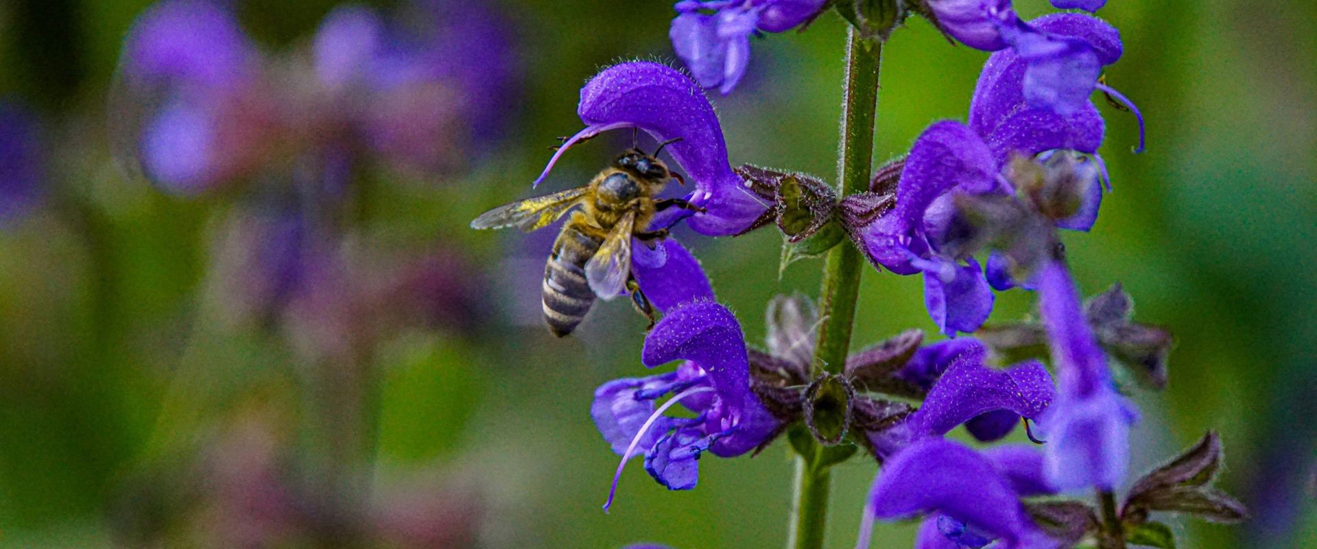 Bee (Ape mellifera europea) on flower (Salvia pratensis)