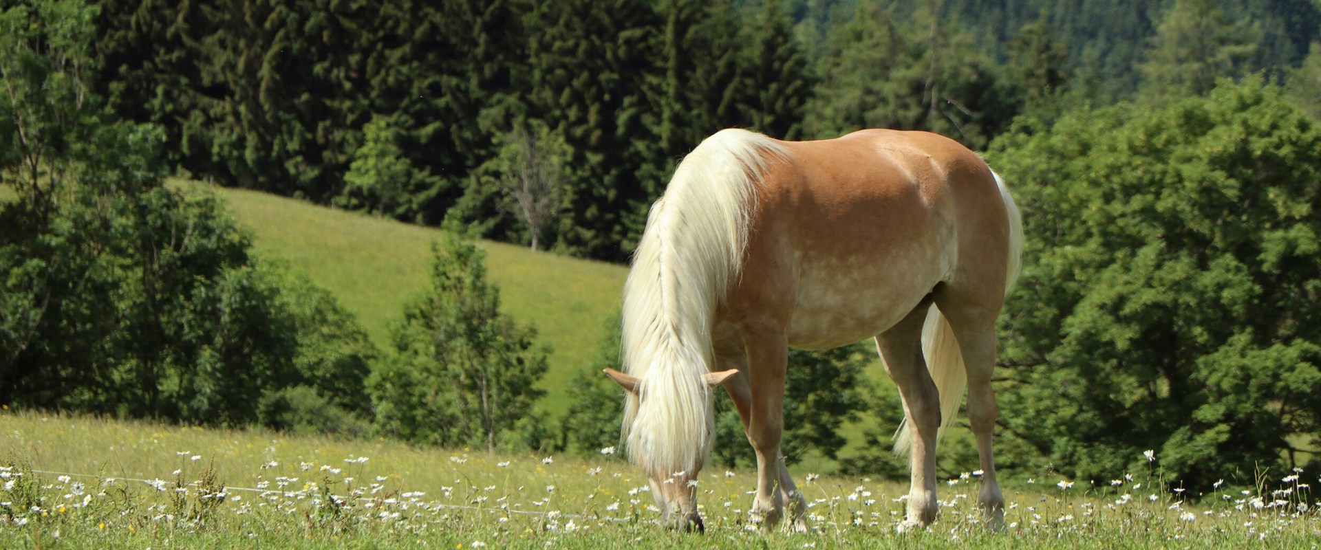 Haflinger Grazing Haflinger horse on pasture in the south of South Tyrol