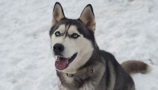 Sledding tours with huskies