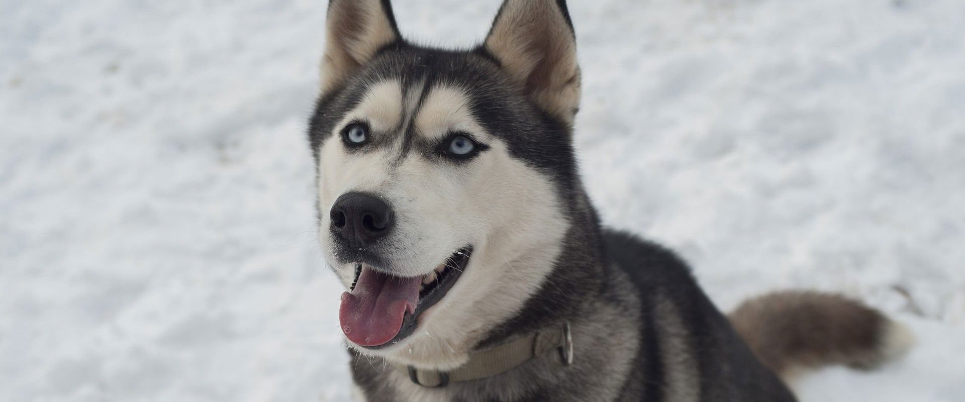 Husky sled dogs