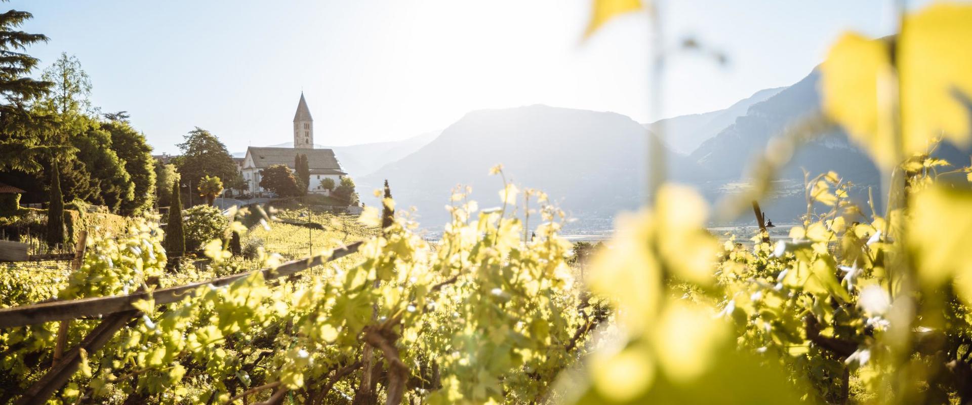 Sun-kissed vines.