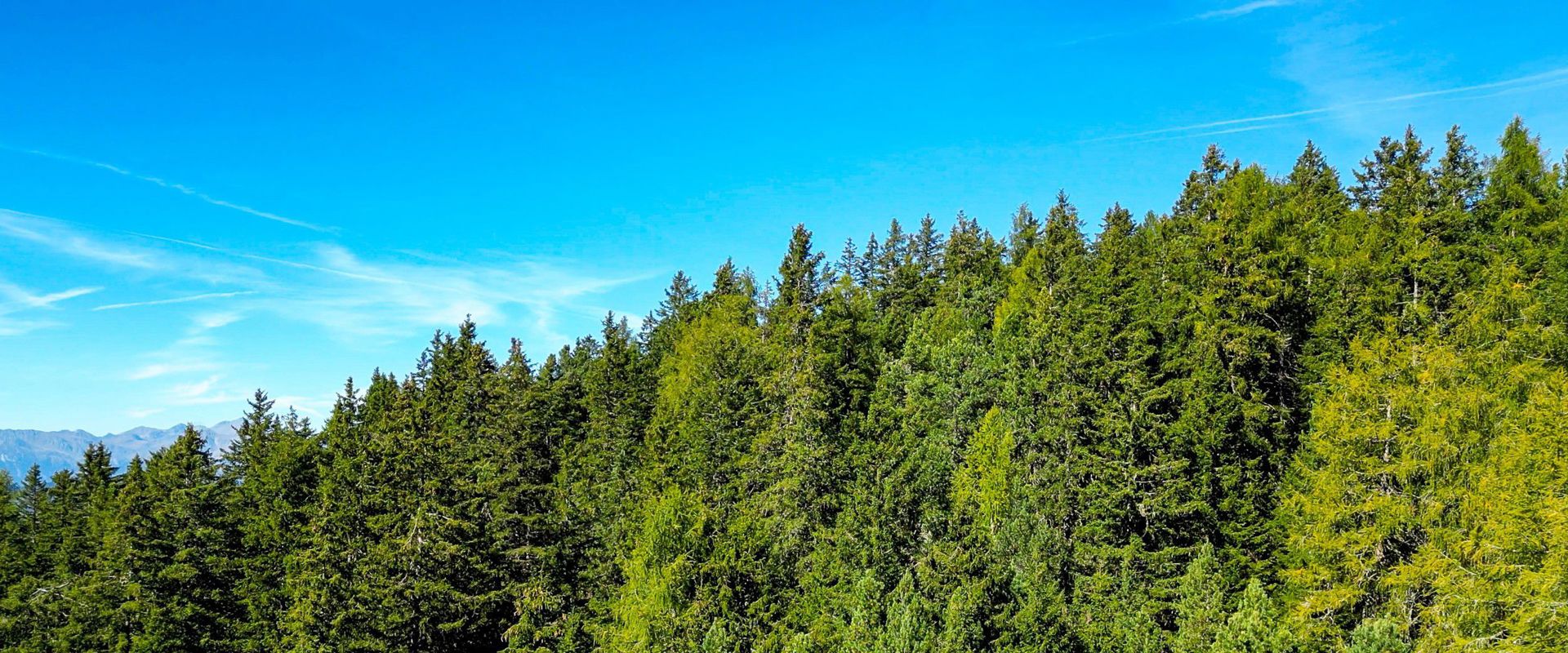 Bosco in Alto Adige Forest in South Tyrol