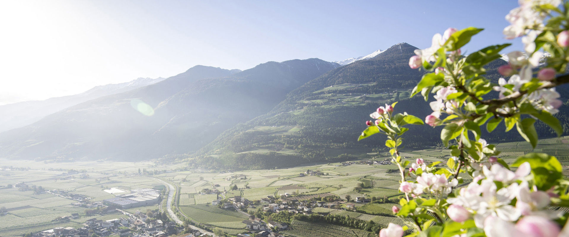 Apple blossoms Blooming apple meadows, small villages and mountains.