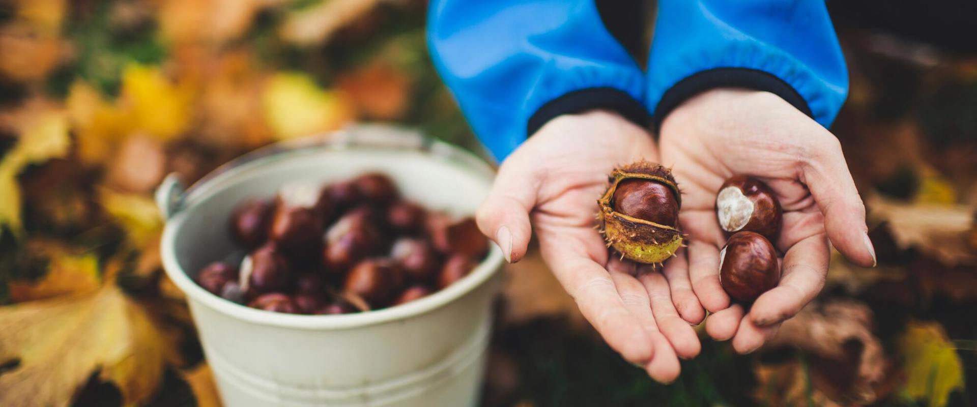 Woman collecting chestnuts in a bucket on the ground.