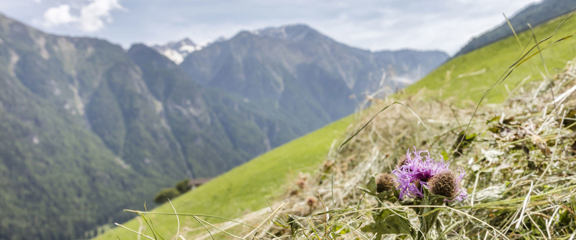 Mountain hay and steep meadows in Martell Valley
