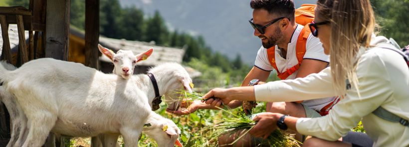 Animal Encounters