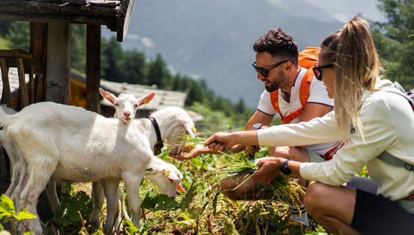 Animal Encounters