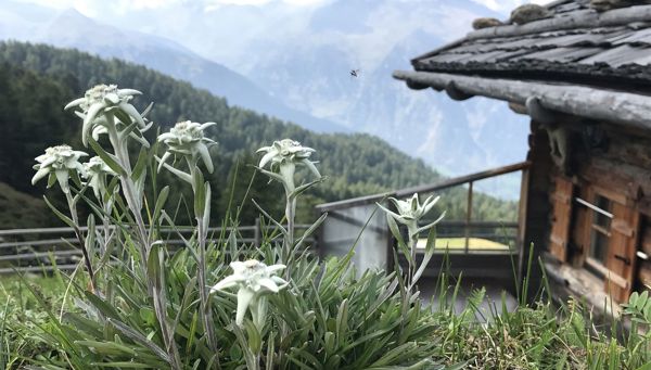 3 famous alpine flowers