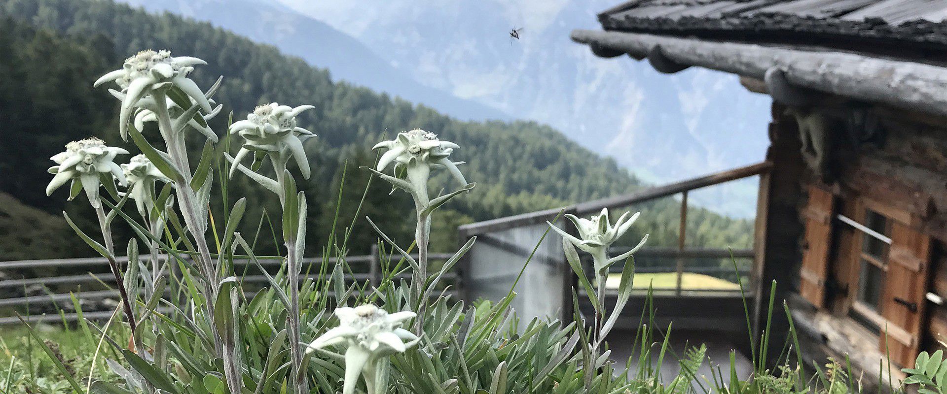 Edelweiss in South Tyrol