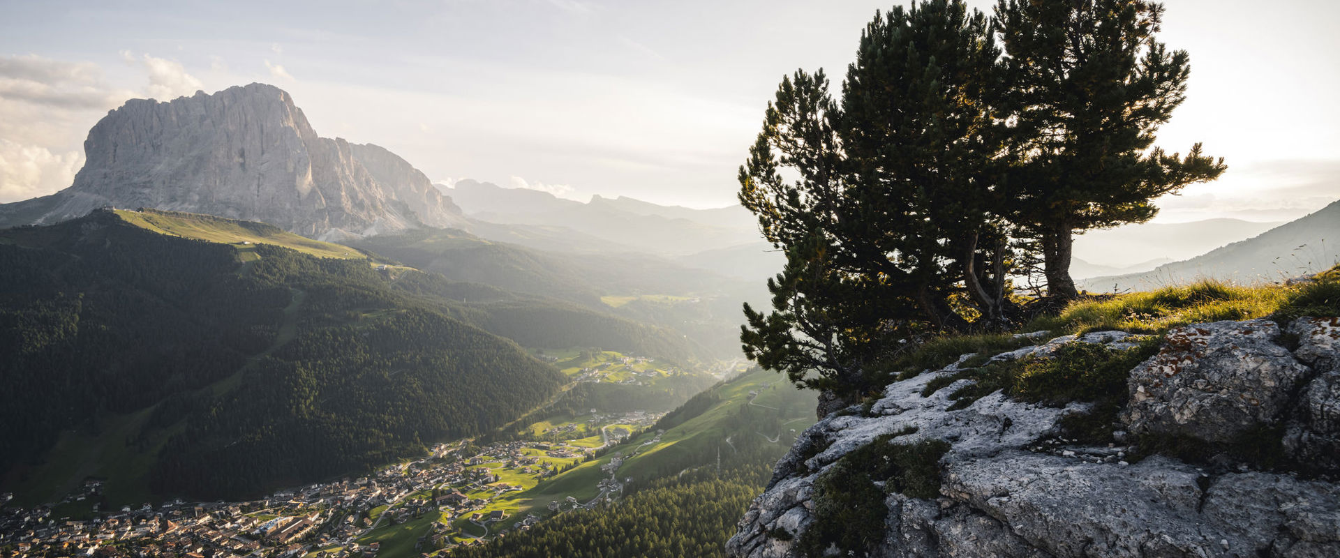 Mountain pine with Wolkenstein in Gröden & Mt. Langkofel in the background
