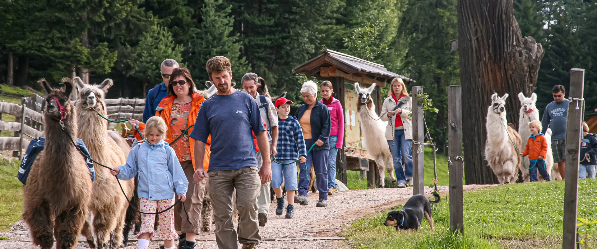 Adults and children go for a walk with lamas.