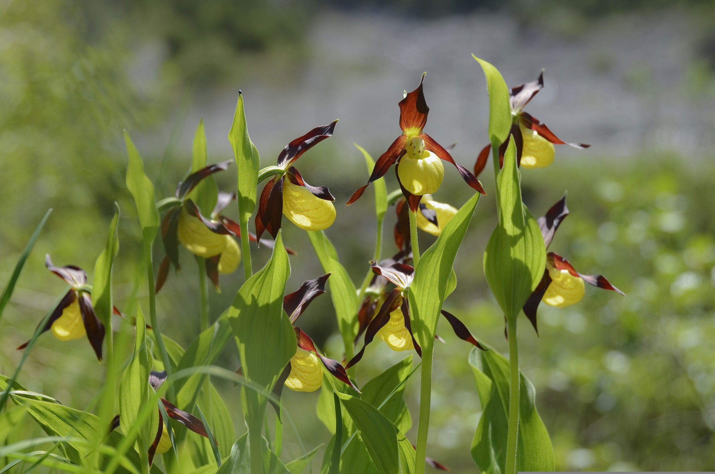 Wild orchids in South Tyrol | South Tyrol Blog