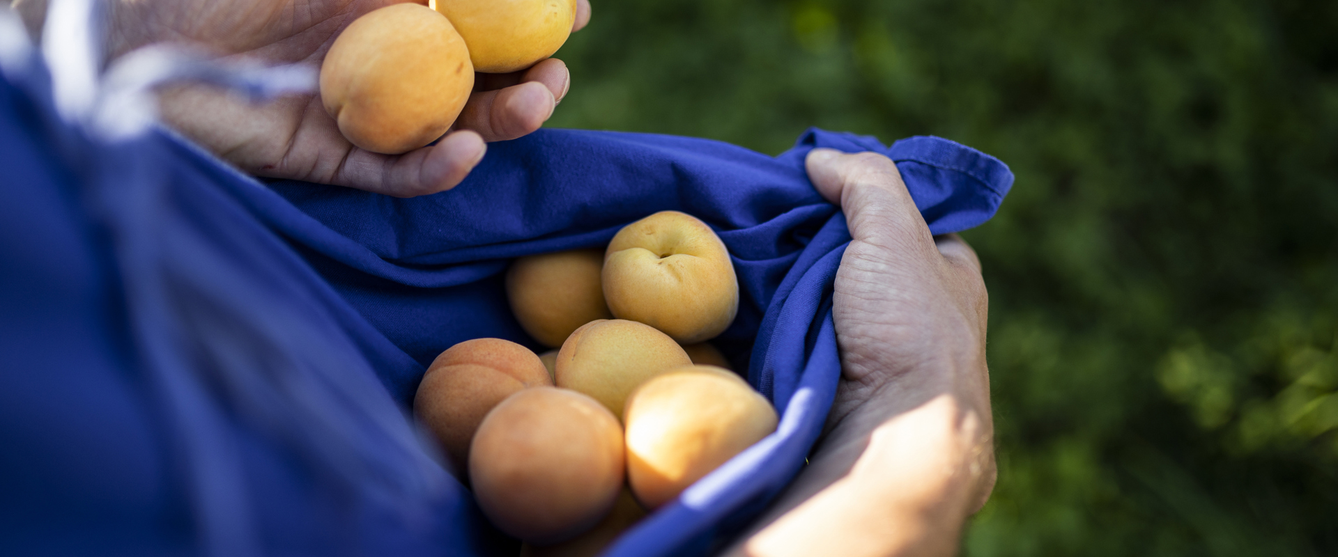 2 hands holding apricots and a blue apron with apricots.
