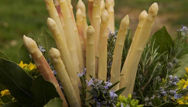 Asparagus smells like spring